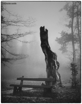 18.-Wurste-Buche