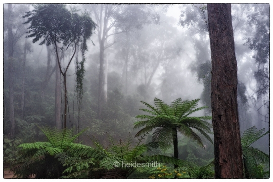 Belimbla Forest - 2013 - LELA005