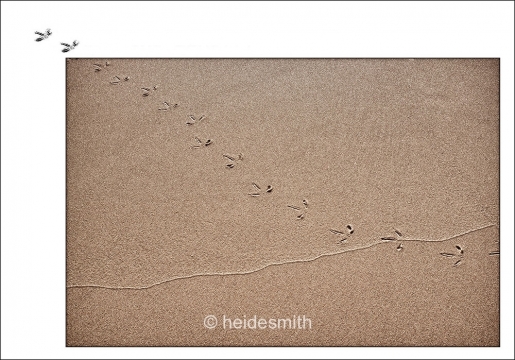 crossing the line - 2009 - LELA015