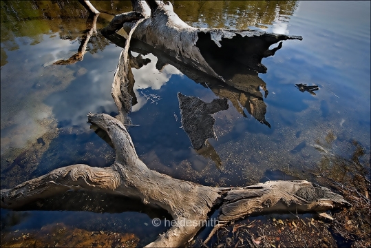 Fallen log Hobbs Bay - 2011 - LELA016