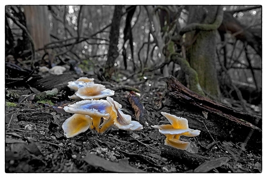 fungi - 2014 - LELA018