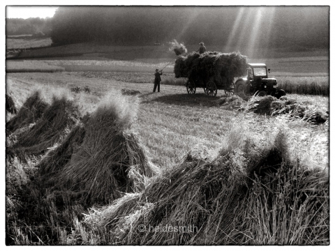 Making Hay 1 - 1960 - LELA028