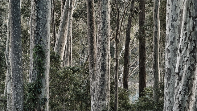 Spotted Gums - 2007 - LELA042