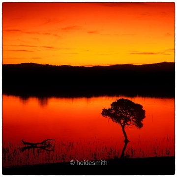 Wapengo red tree - 1989 - LELA047